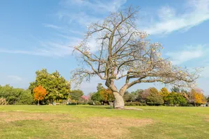 Gardens &amp; Peacocks Photo 2