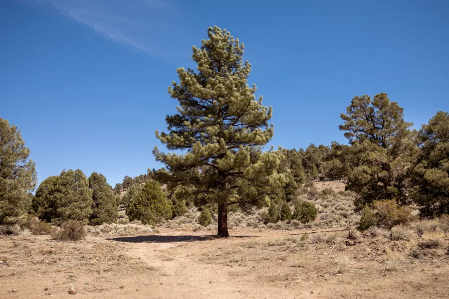 Mountain Woods Photo 1