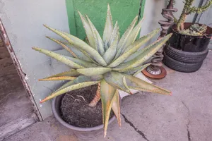 Mad Max Garage Photo 2