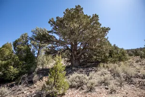 Mountain Woods Photo 3