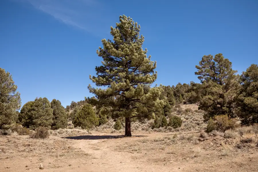 Mountain Woods Photo 1