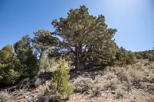 Mountain Woods Photo 3